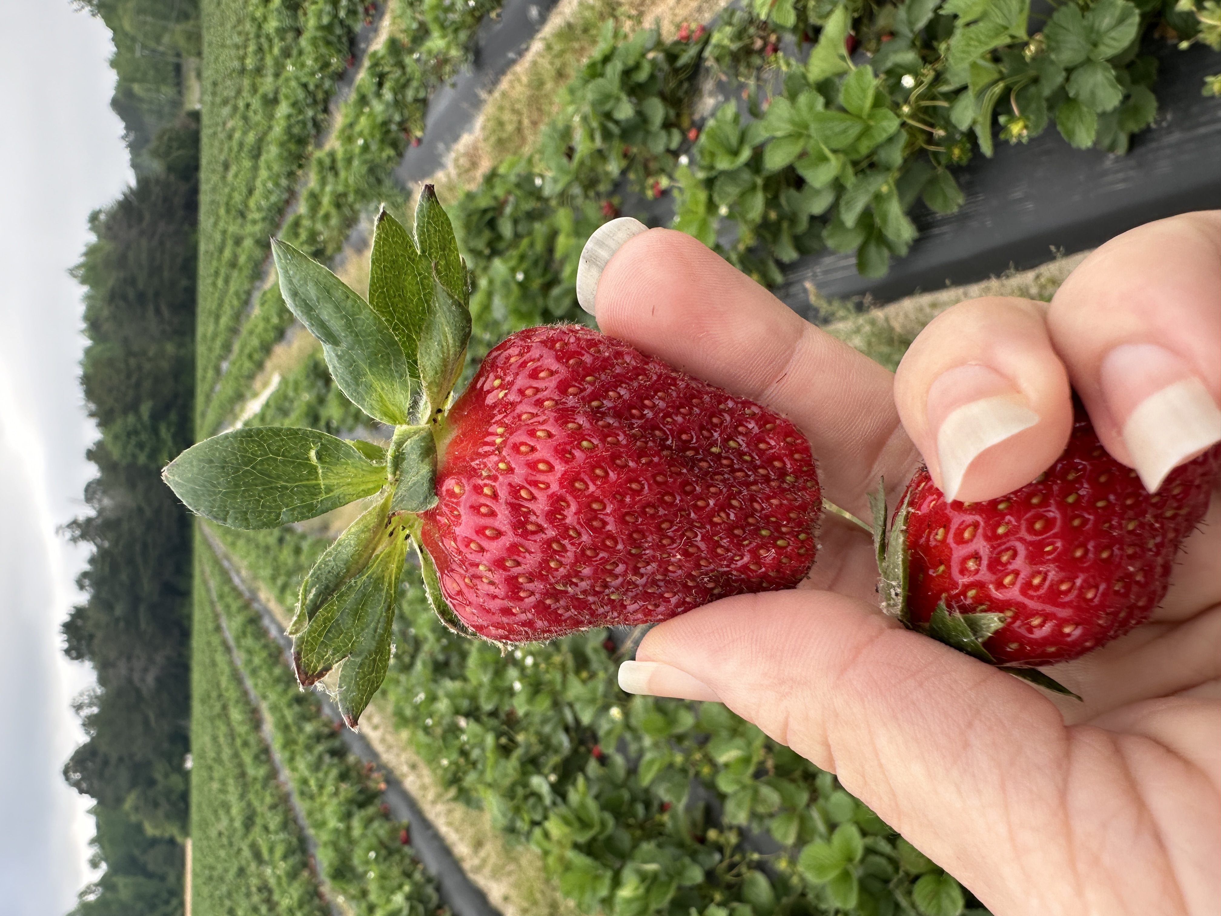 strawberry anniversary